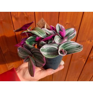 Tradescantia albiflora ´NANOUK´- výška 5 cm ⌀20cm, kont. C1L